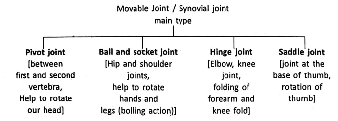 WBBSE Notes For Class 6 General Science And Environment Chapter 8 The Human Body Middle joint and synovial joint