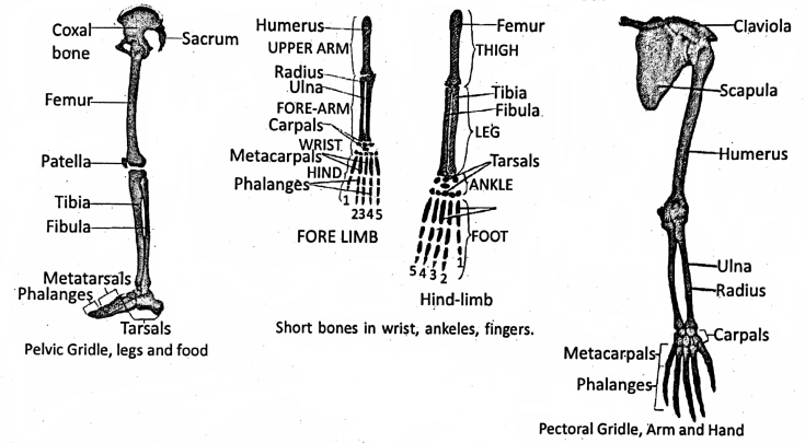 WBBSE Notes For Class 6 General Science And Environment Chapter 8 The Human Body Mixed bones