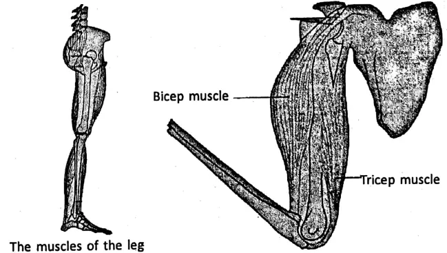 WBBSE Notes For Class 6 General Science And Environment Chapter 8 The Human Body Muscles