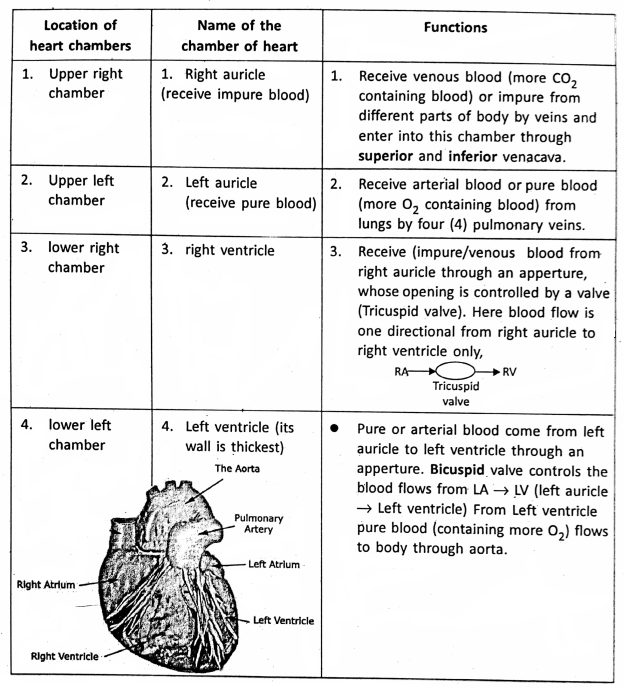 WBBSE Notes For Class 6 General Science And Environment Chapter 8 The Human Body Name of the Chambers heart location and functions