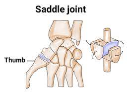 WBBSE Notes For Class 6 General Science And Environment Chapter 8 The Human Body Saddle joint