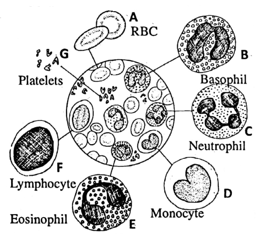 WBBSE Notes For Class 6 General Science And Environment Chapter 8 The Human Body Various type of human blood corpuscle