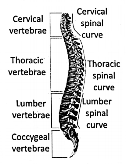 WBBSE Notes For Class 6 General Science And Environment Chapter 8 The Human Body Vertebral column or back bone