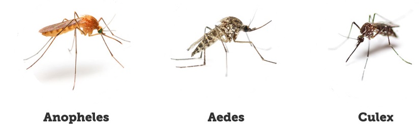 WBBSE Notes For Class 6 General science And Environment Chapter 11 Habits And Habitats Of Some Important Animals Anopheles,Culex and Aedes