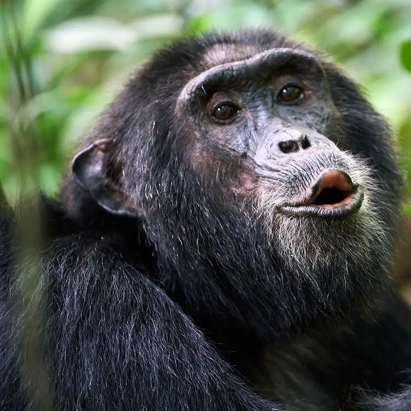 WBBSE Notes For Class 6 General science And Environment Chapter 11 Habits And Habitats Of Some Important Animals Chimpanzees