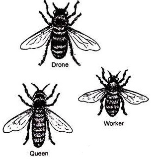 WBBSE Notes For Class 6 General science And Environment Chapter 11 Habits And Habitats Of Some Important Animals Different types of Bees.