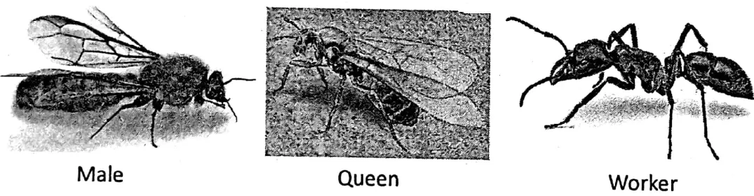 WBBSE Notes For Class 6 General science And Environment Chapter 11 Habits And Habitats Of Some Important Animals Different types of honey bees