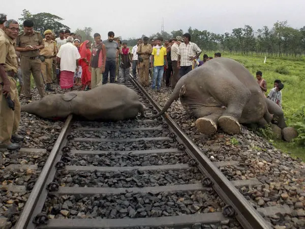 WBBSE Notes For Class 6 General science And Environment Chapter 11 Habits And Habitats Of Some Important Animals Elephants Died in raiway tracks