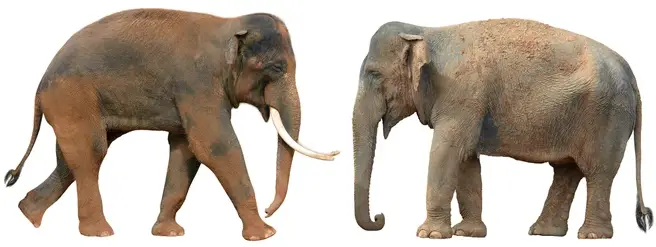 WBBSE Notes For Class 6 General science And Environment Chapter 11 Habits And Habitats Of Some Important Animals Indian elephant and african elephant