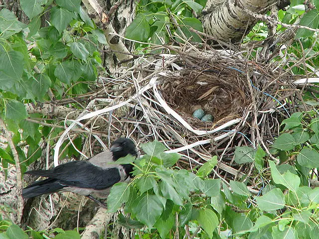 WBBSE Notes For Class 6 General science And Environment Chapter 11 Habits And Habitats Of Some Important Animals Nest of Crow .