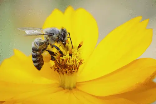 WBBSE Notes For Class 6 General science And Environment Chapter 11 Habits And Habitats Of Some Important Animals Waggle Dance