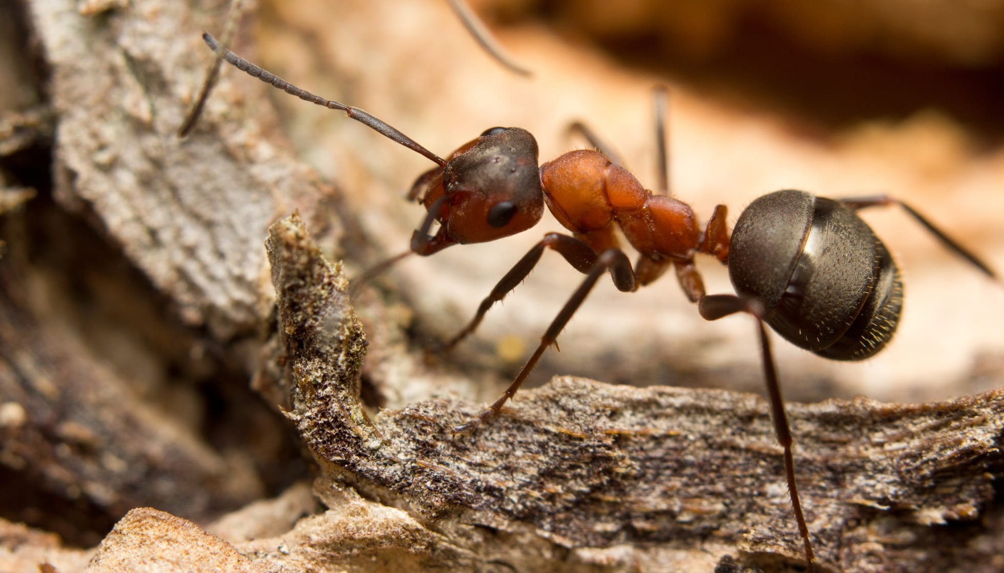 WBBSE Notes For Class 6 General science And Environment Chapter 11 Habits And Habitats Of Some Important Animals Wood Ant .