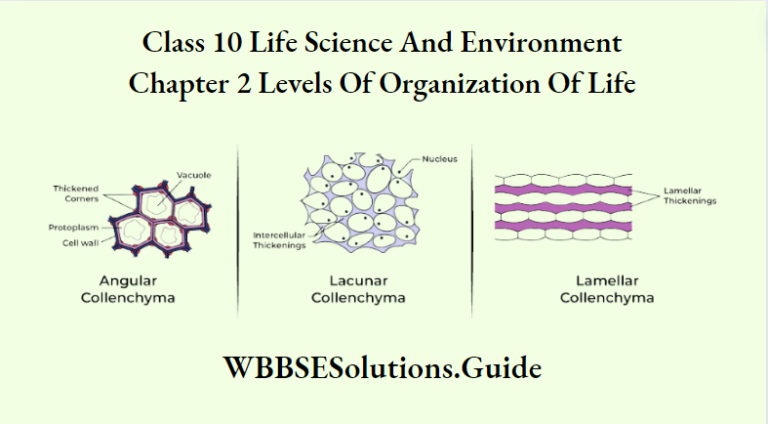 WBBSE Solutions For Class 10 Life Science Chapter 2 Levels Of ...