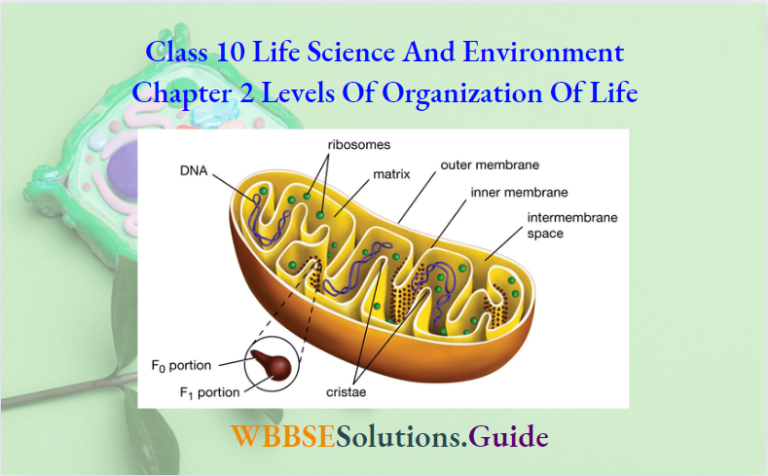 WBBSE Solutions For Class 10 Life Science Chapter 2 Levels Of ...