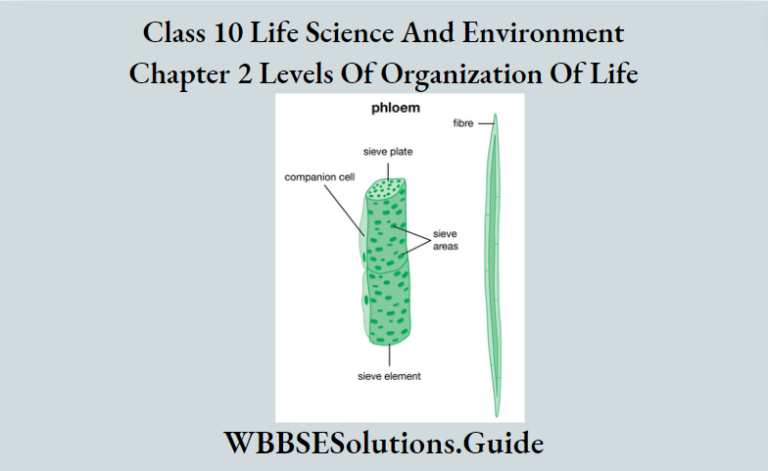 WBBSE Solutions For Class 10 Life Science Chapter 2 Levels Of ...