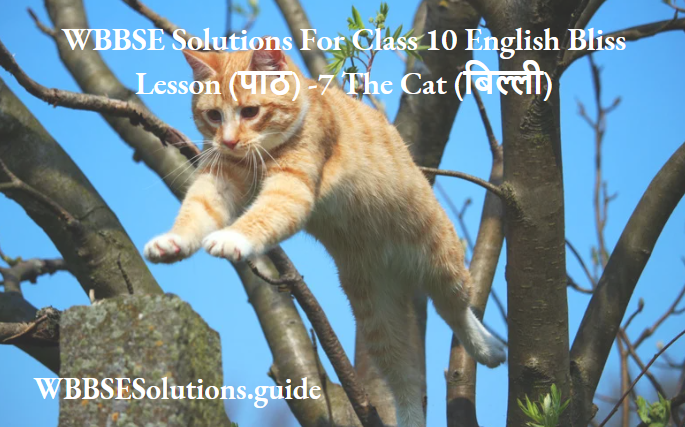 WBBSE Solutions For Class 10 English Bliss Lesson (पाठ) -7 The Cat (बिल्ली)
