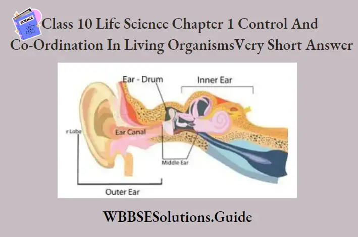 WBBSE Solutions For Class 10 Life Science Chapter 1 Control And Co-Ordination In Living Organisms Different Parts Of Human Ear