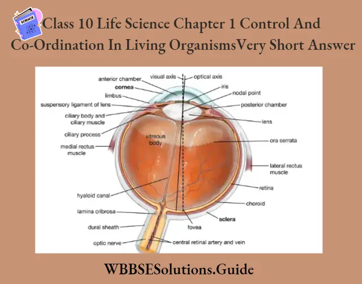 WBBSE Solutions For Class 10 Life Science Chapter 1 Control And Co-Ordination In Living Organisms Left side of human eye showing different parts