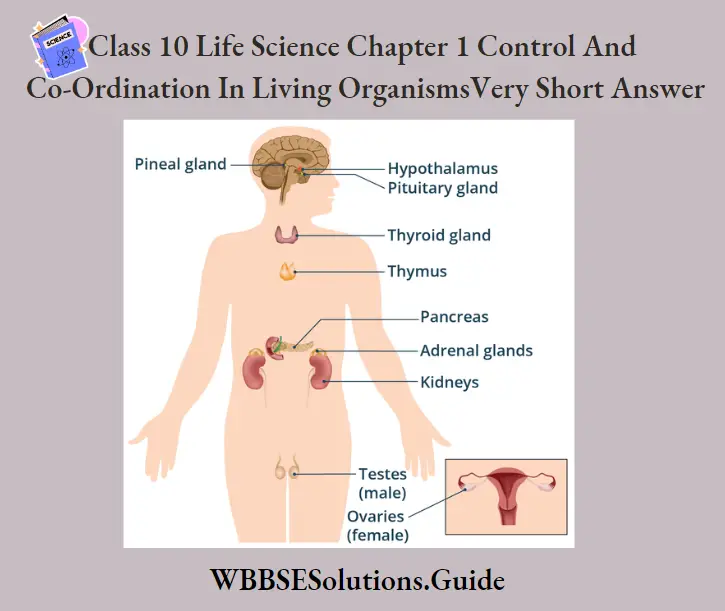 WBBSE Solutions For Class 10 Life Science Chapter 1 Control And Co-Ordination In Living Organisms Location Of Endrocrine Glands