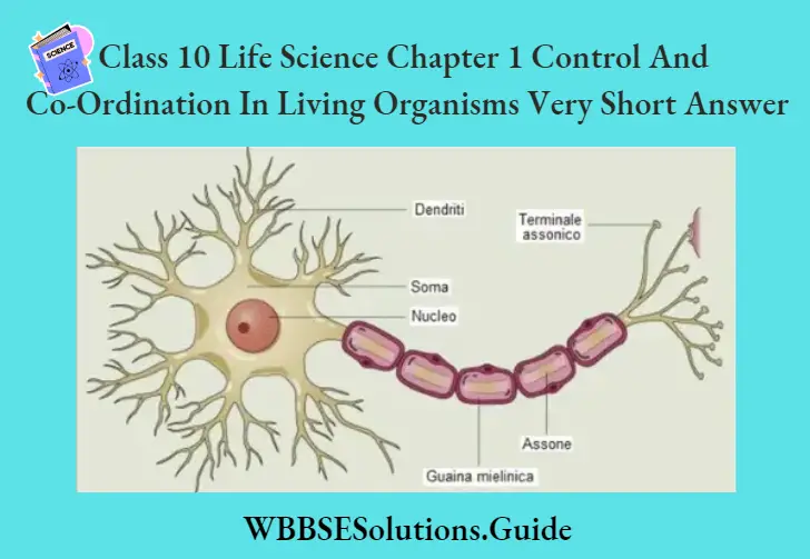 WBBSE Solutions For Class 10 Life Science Chapter 1 Control And Co-Ordination In Living Organisms Neurone