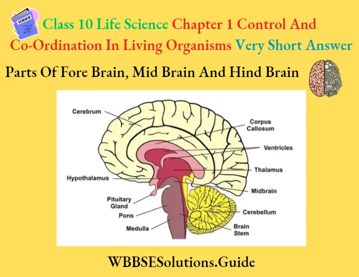 WBBSE Solutions For Class 10 Life Science Chapter 1 Control And Co-Ordination In Living Organisms Parts Of Fore Brain, Mid Brain And Hind Brain