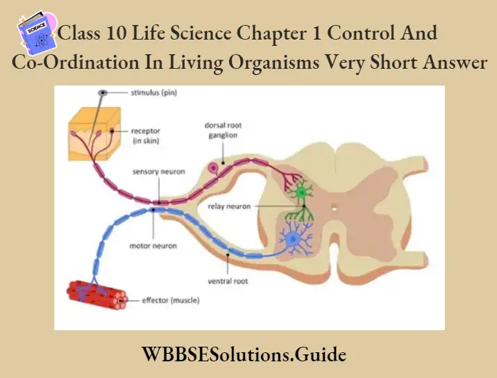 WBBSE Solutions For Class 10 Life Science Chapter 1 Control And Co-Ordination In Living Organisms Reflex Arc
