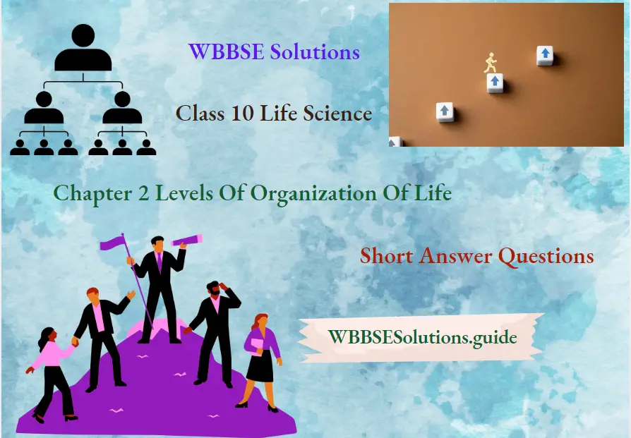 WBBSE Solutions For Class 10 Life Science Chapter 2 Levels Of Organization Of Life saqs