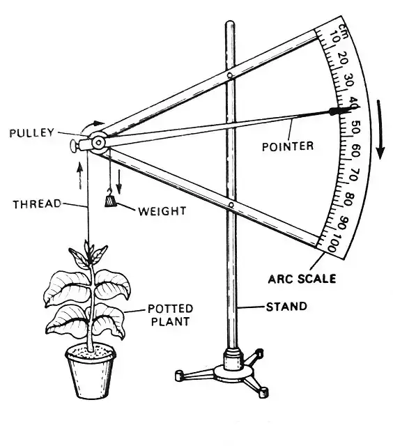 WBBSE Solutions For Class 6 General Science And Environment Chapter 5 Measurement Measurement of plant growth