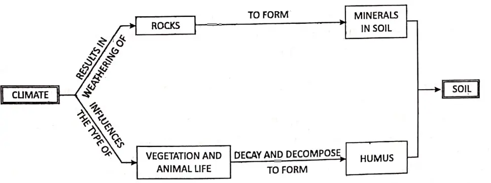 WBBSE Solutions Geography class7 chapter 6 Rock and Soil Factors responsible for soil Formation