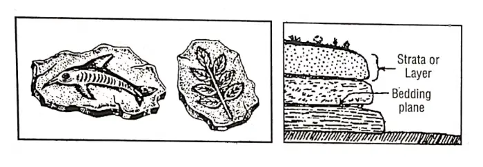 WBBSE Solutions Geography class7 chapter 6 Rock and Soil Fossils & Strata