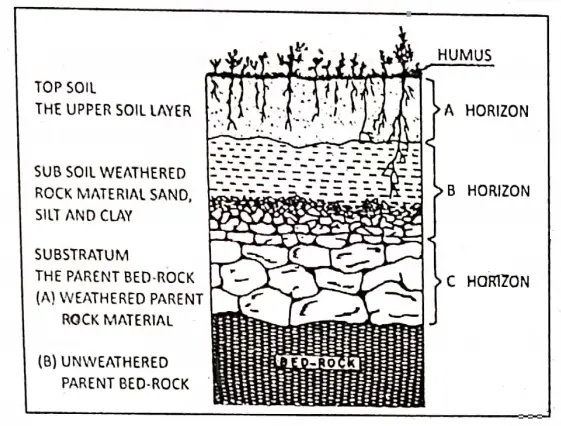 WBBSE Solutions Geography class7 chapter 6 Rock and Soil Horizons and Bed-rock