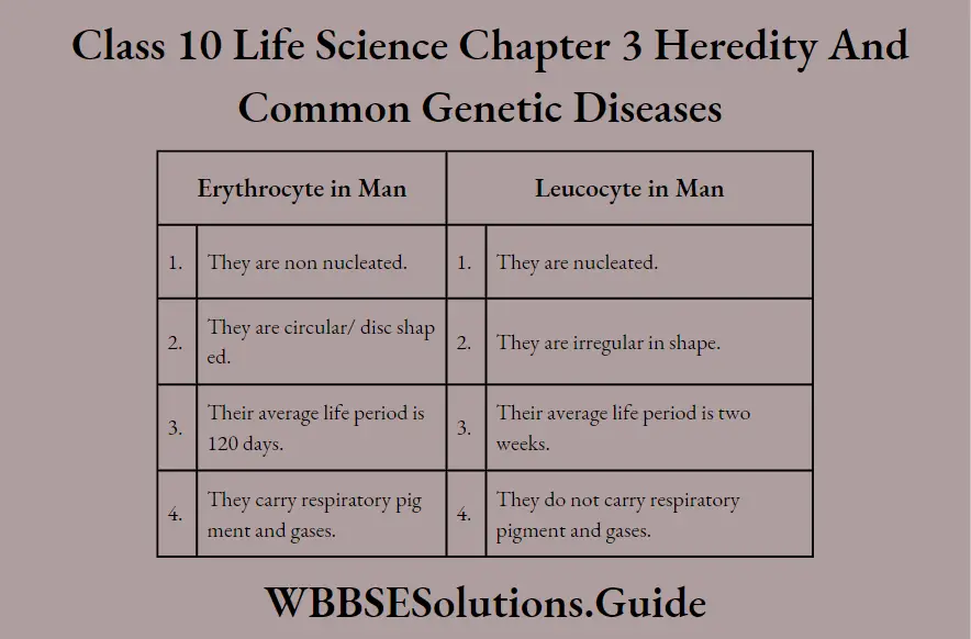 WBBSE Solutions Class 10 Life Science Chapter 3 Heredity And Common Genetic Diseases Erthryocyte in man  and Leucocyte in man