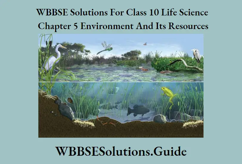 WBBSE Solutions For Class 10 Life Science Chapter 5 Environment And Its Resources Short Answer Questions Ecosystem of A Pond