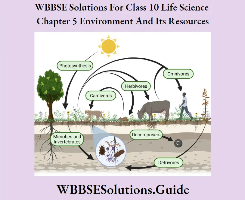 WBBSE Solutions For Class 10 Life Science Chapter 5 Environment And Its Resources Short Answer Questions Energy flow