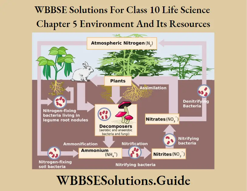 WBBSE Solutions For Class 10 Life Science Chapter 5 Environment And Its Resources Short Answer Questions Nitrification