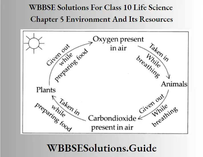 WBBSE Solutions For Class 10 Life Science Chapter 5 Environment And Its Resources Short Answer Questions Oxygen Cycle