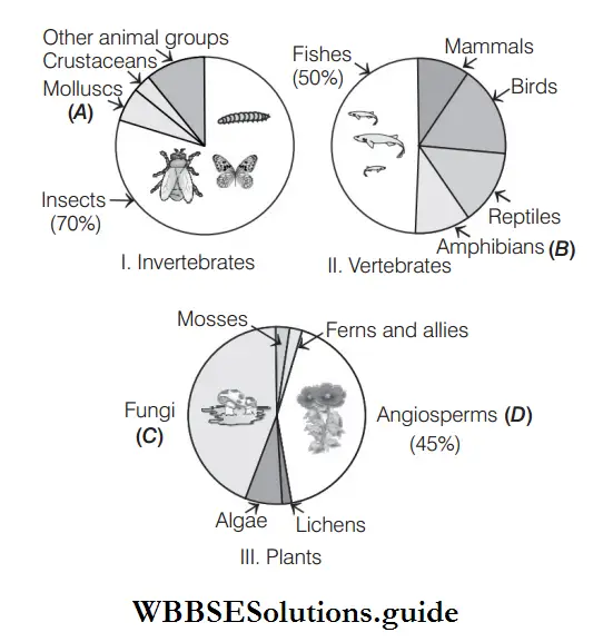 Biodiversity and its Different Levels major taxa of invertebrates.