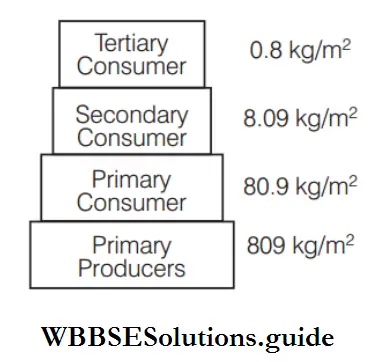 Ecological Pyramids pyramid of biomass