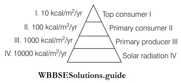 Ecological Pyramids rate of secondary production in the energy pyramid