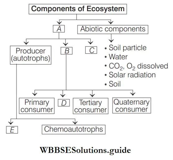 Ecosystem Components of Ecosystem
