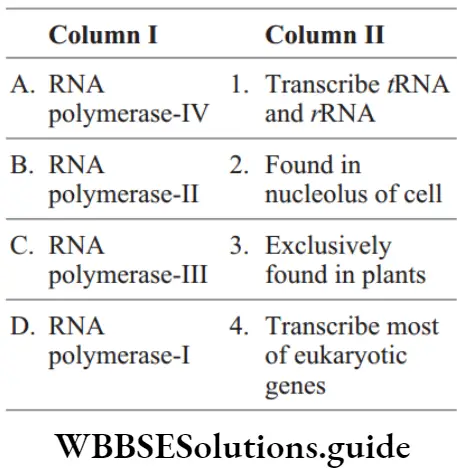 Molecular Basis Of Inheritance Topic 5 Transcription Match The following