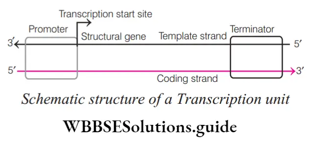 Molecular Basis Of Inheritance Topic 5 Transcription Schematic structure of a Transcription unit
