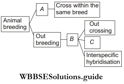 NEET Biology Animal Husbandry MCQs Question 81
