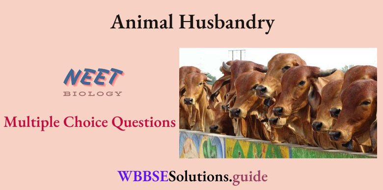 NEET Biology Animal Husbandry Multiple Choice Question And Answers