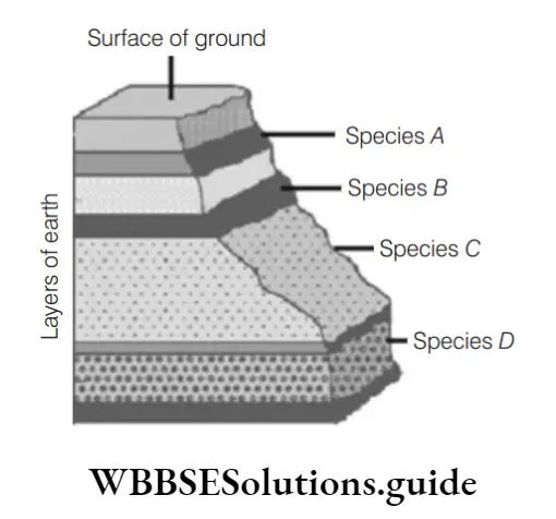 NEET Biology Biological Evolution And Mechanism Of Evolution MCQs Surface of ground