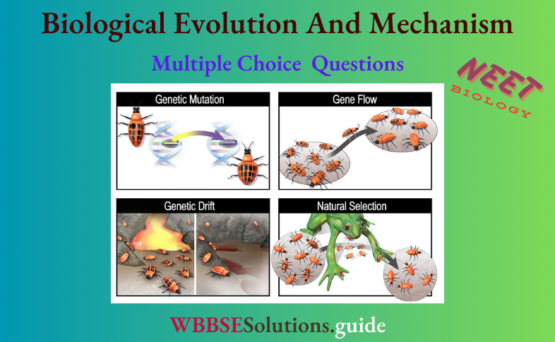 NEET Biology Biological Evolution And Mechanism Of Evolution MCQs