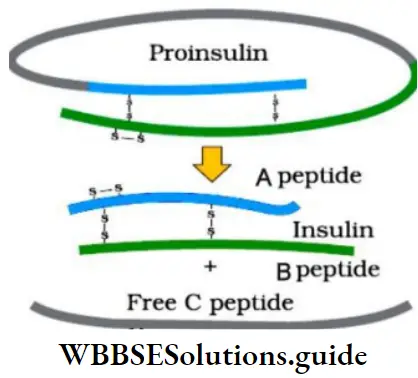 NEET Biology Class 12 Biotechnology And Its Application Pro Hormone Or Proinsulin