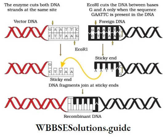 NEET Biology Class 12 Biotechnology Principles And Processes Restriction Endonuclease Enzyme