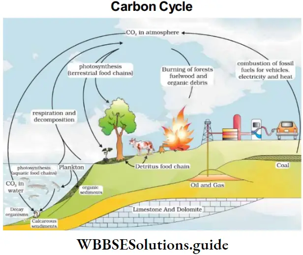 NEET Biology Class 12 Ecosystem Carbon Cycle