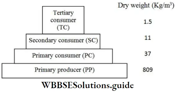 NEET Biology Class 12 Ecosystem Pyramid Of Biomass